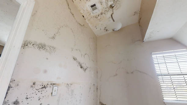 Reliable Louisa, KY Mold Removal Solutions