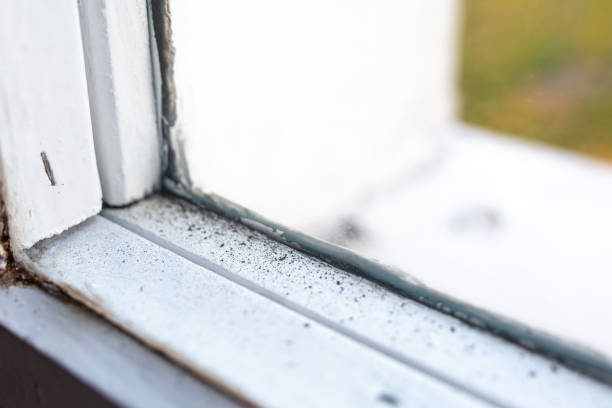 Biohazard Mold Removal in Louisa, KY