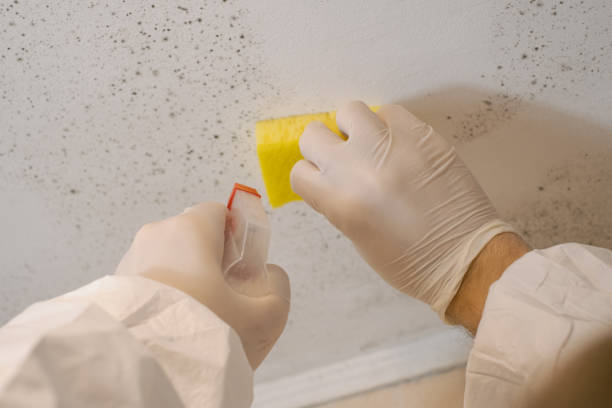Best Emergency Mold Remediation  in Louisa, KY