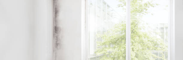 Best Forensic Mold Investigation  in Louisa, KY