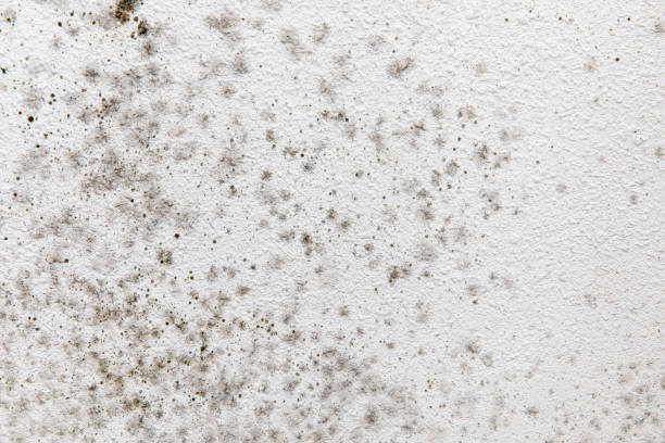 Best Mold-Related Health Consultation  in Louisa, KY